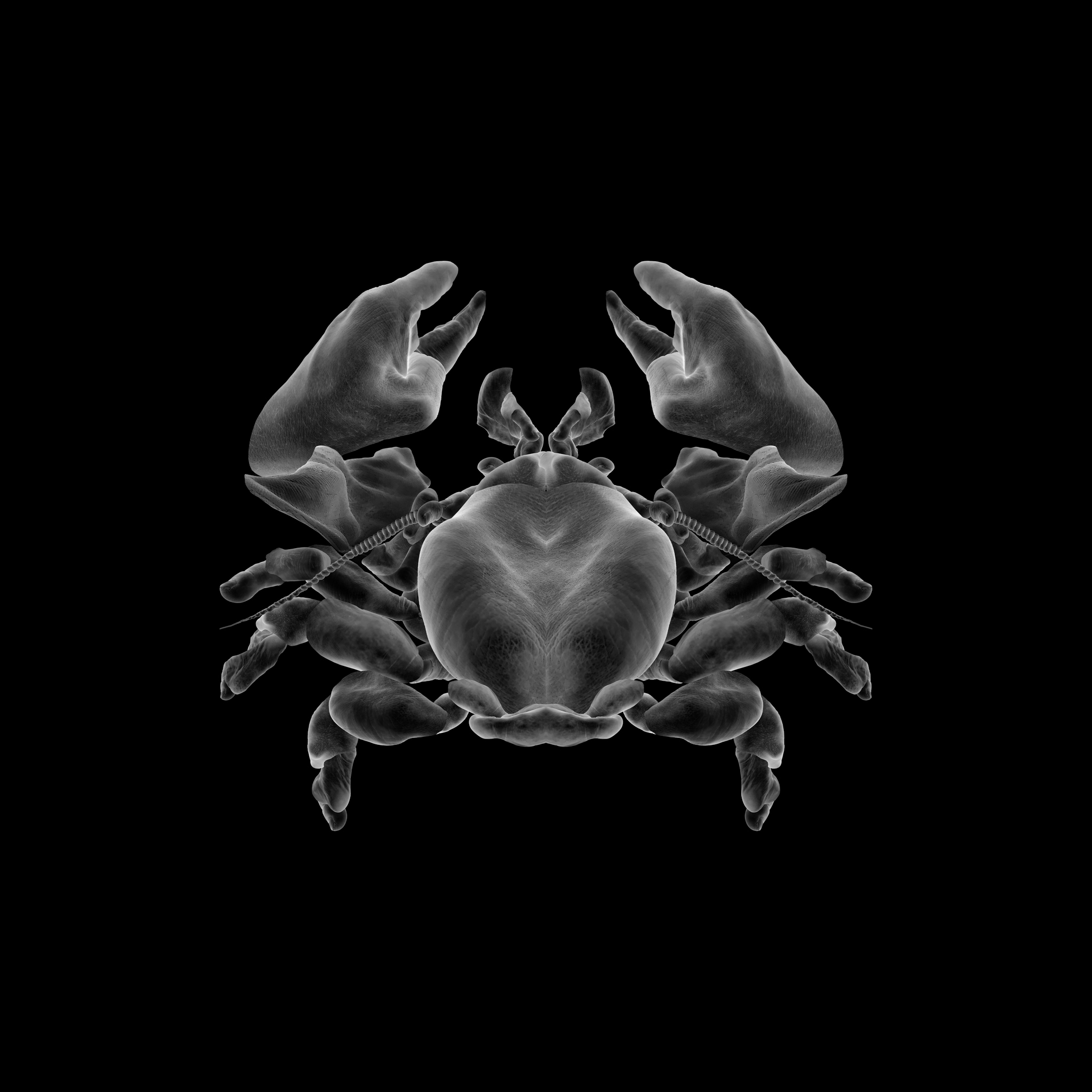 mimesis (Porcelain crab) 01