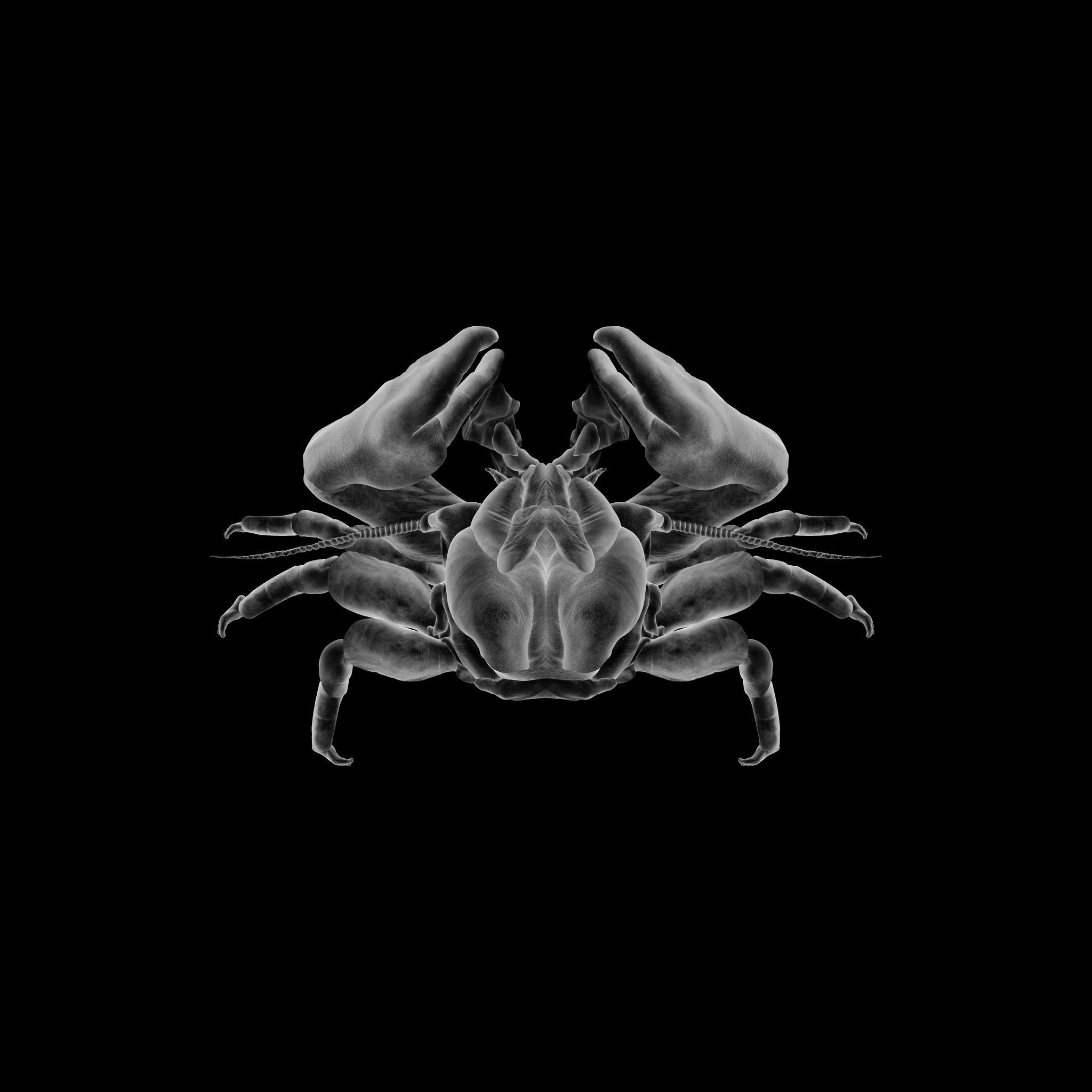 mimesis (Porcelain crab) 02