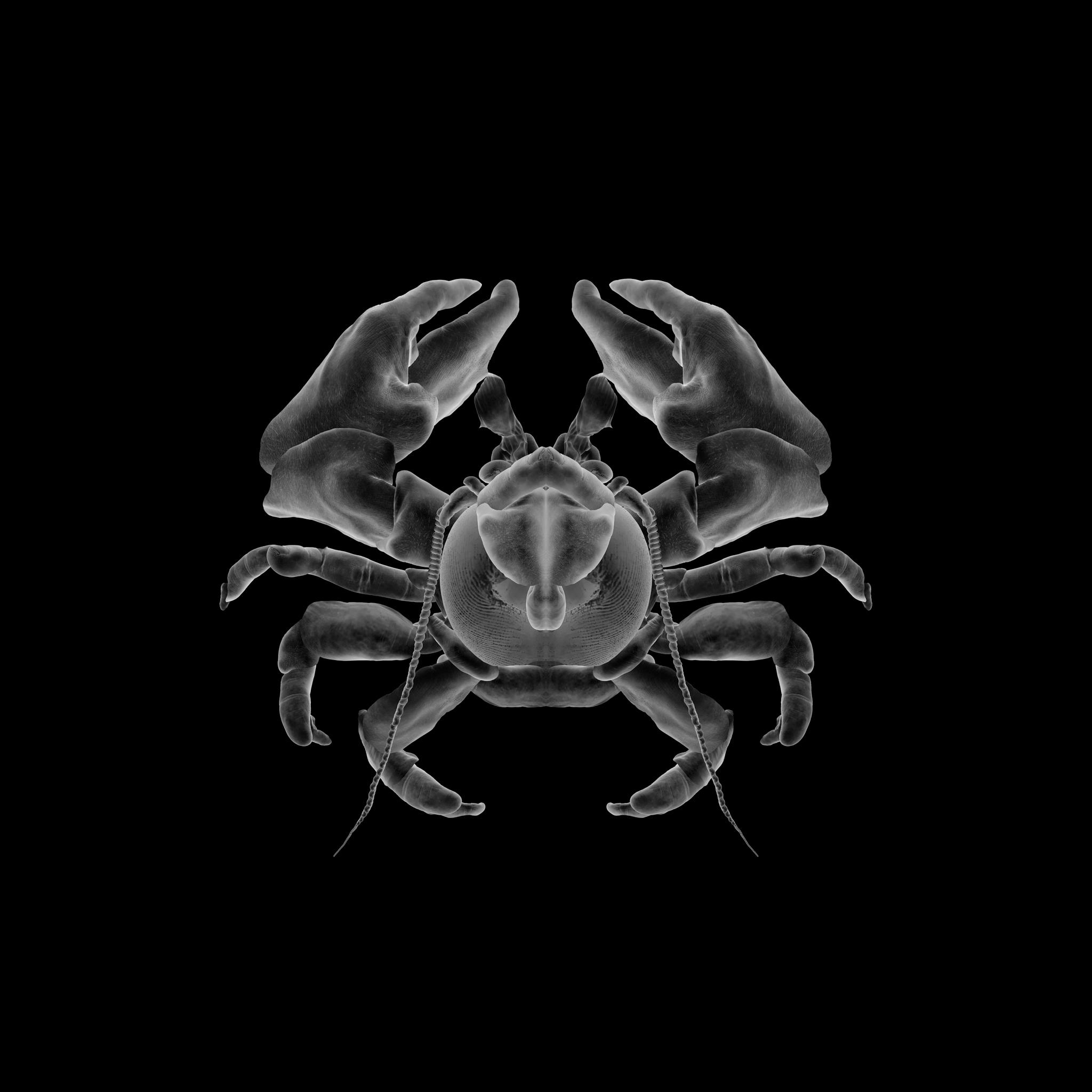 mimesis (Porcelain crab) 04
