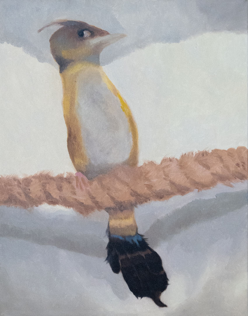 Acrobat Bird