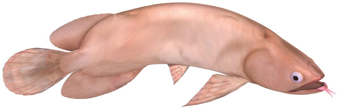 Siew Guang Hong – the body improper