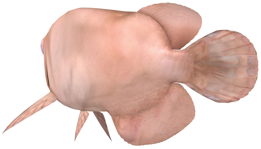 Rounding Around and Dreaming to Fly (Rounding Around)(Rounding)