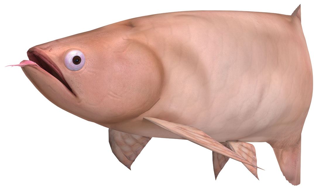   Siew Guang Hong – the body improper