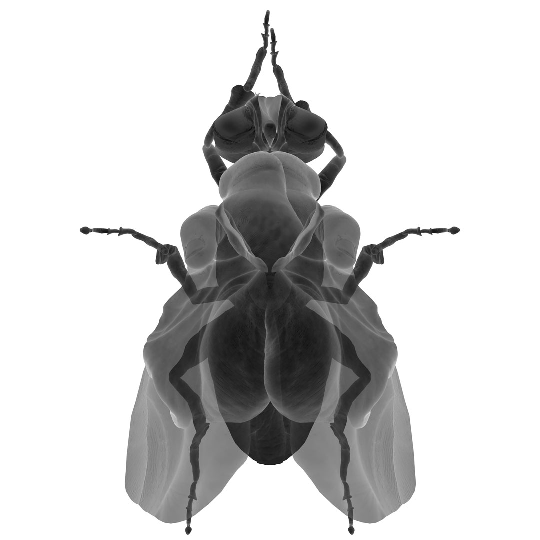 mimesis (Housefly)
