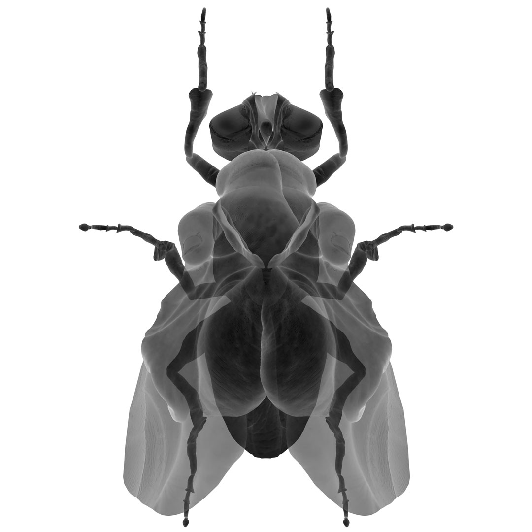 mimesis (Housefly)