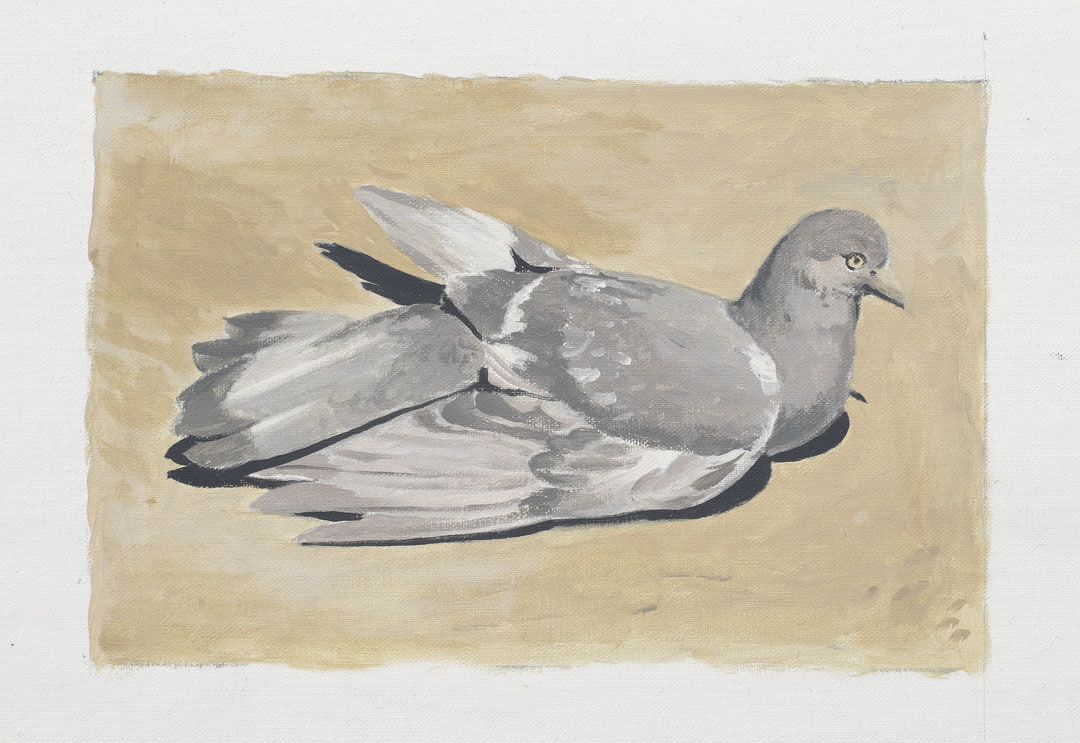 Seated Pigeon