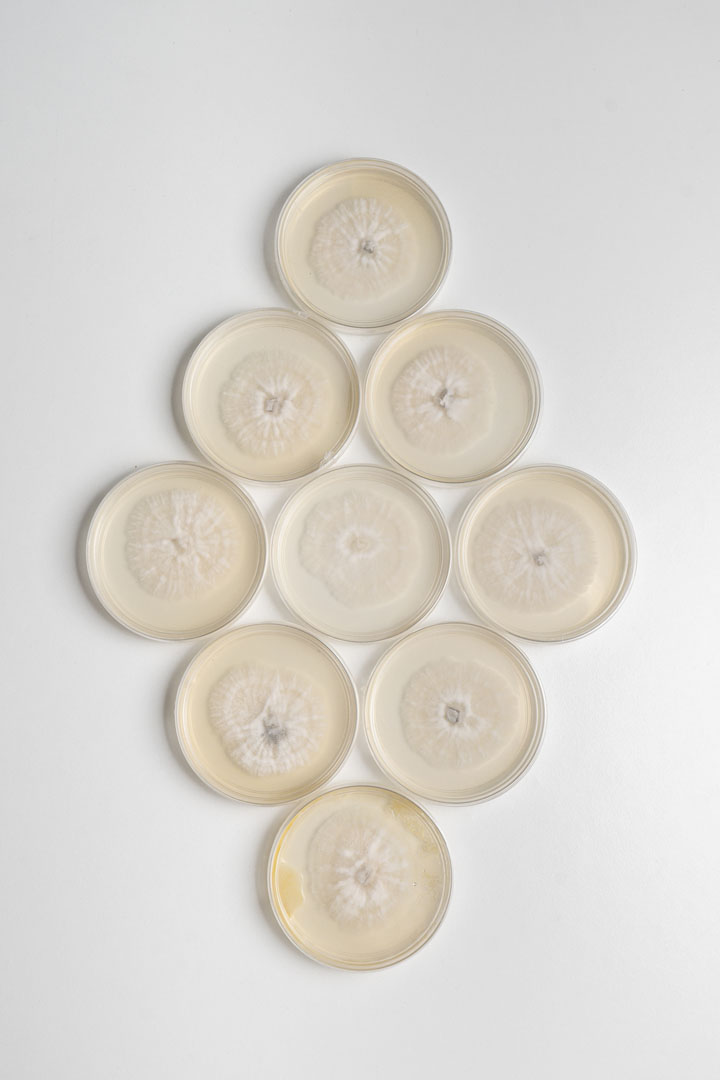   Hasanul Isyraf Idris – Fruiting Bodies
